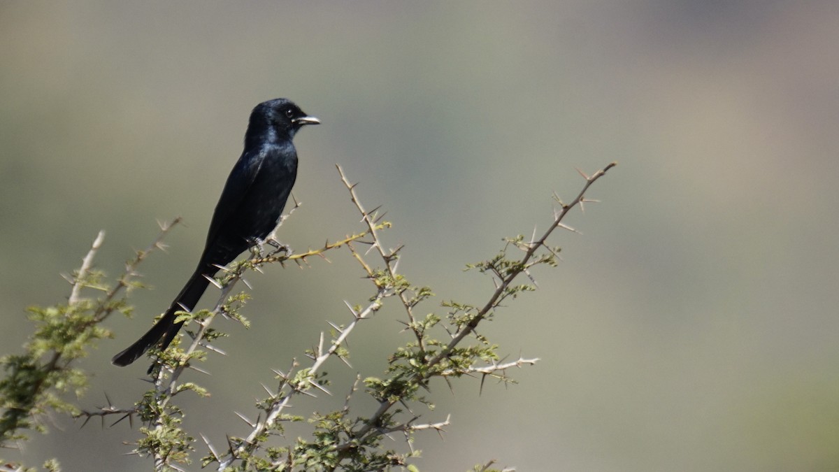 drongo černý - ML647165289