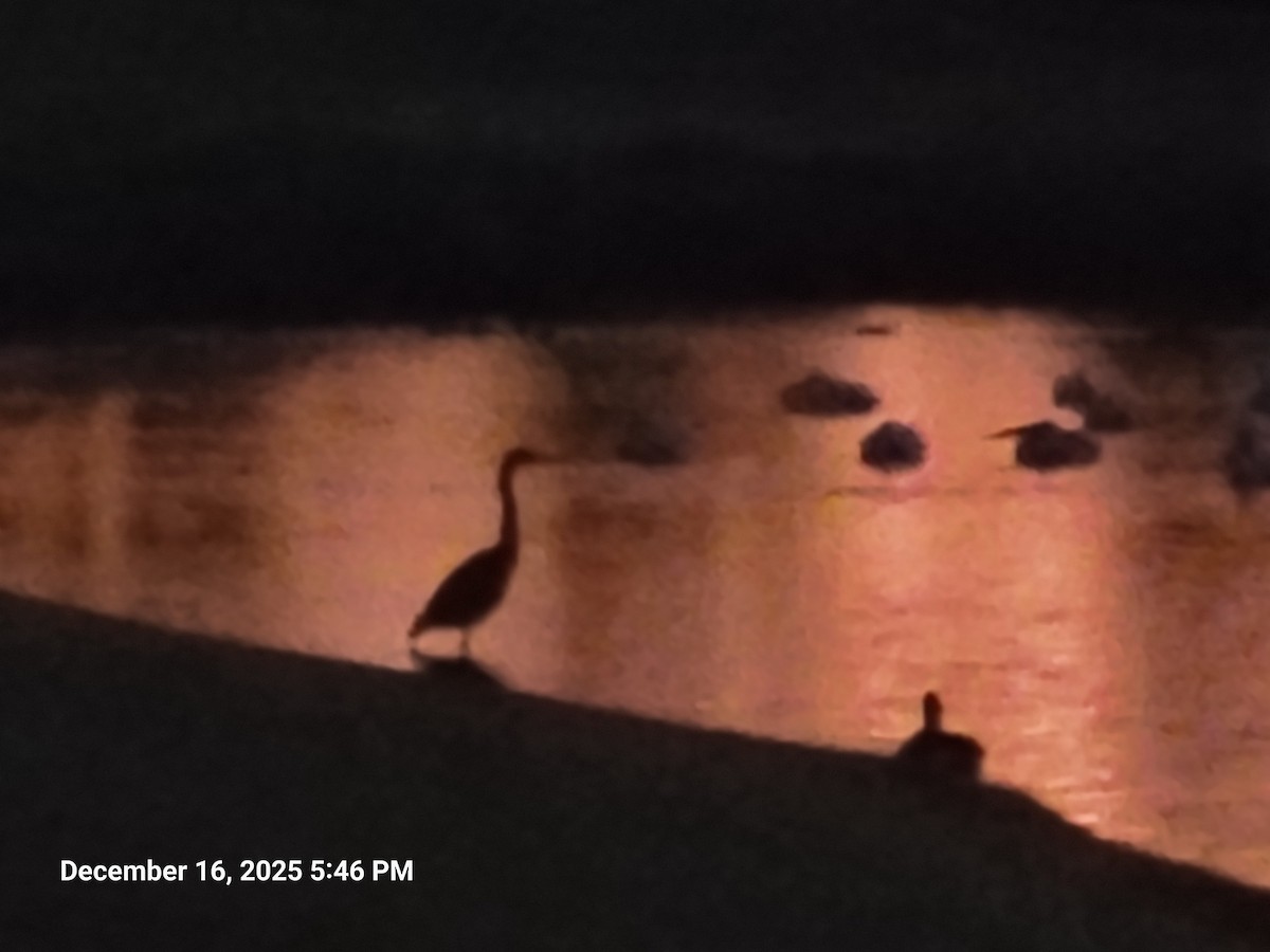 Great Blue Heron - ML647165303