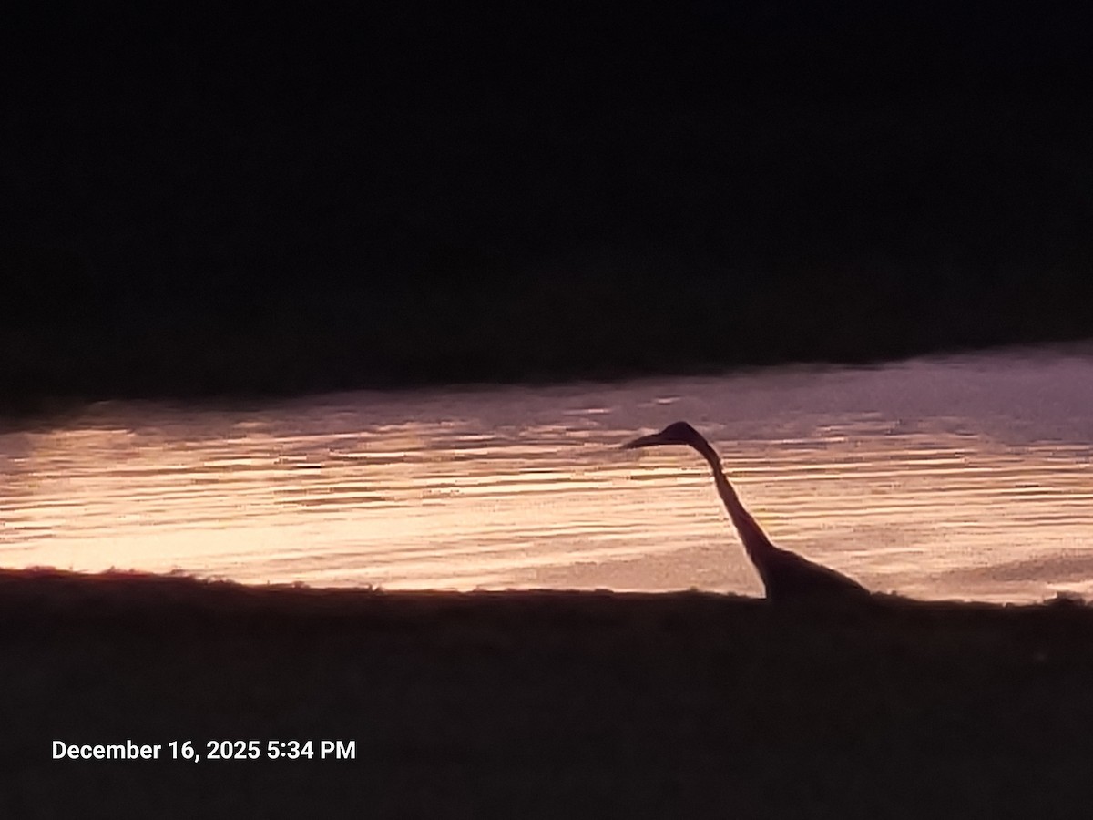 Great Blue Heron - ML647165305