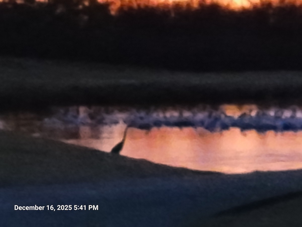 Great Blue Heron - ML647165306