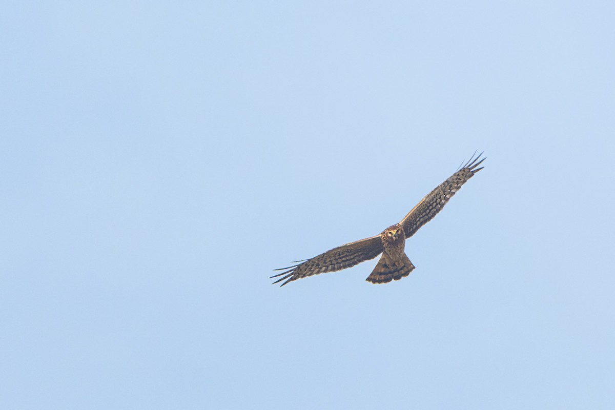 Northern Harrier - ML647165314