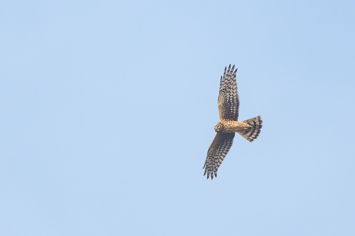 Northern Harrier - ML647165315