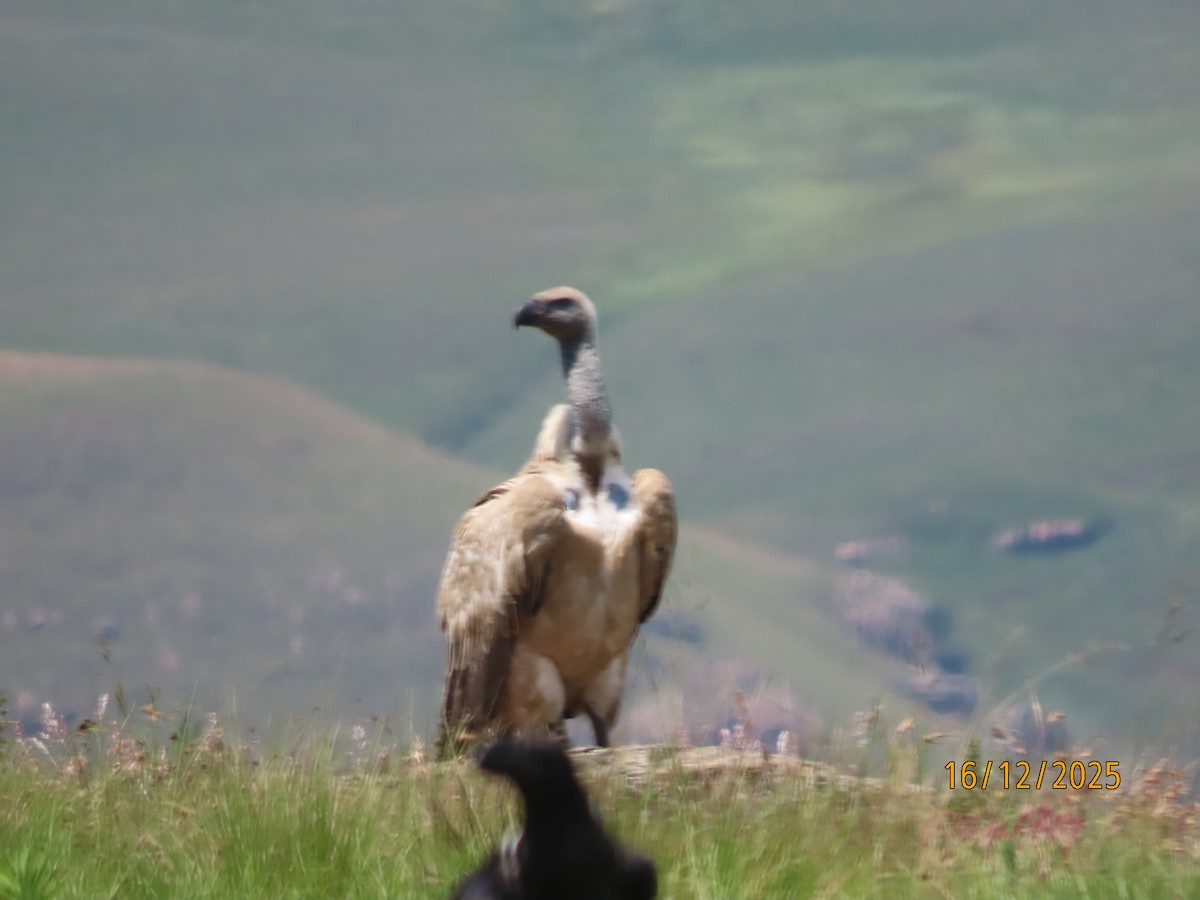 Cape Griffon - ML647165358