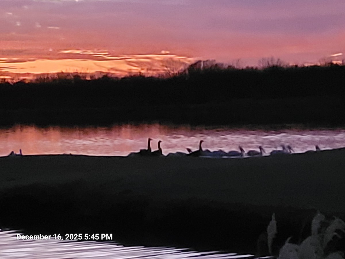 Canada Goose - ML647165375