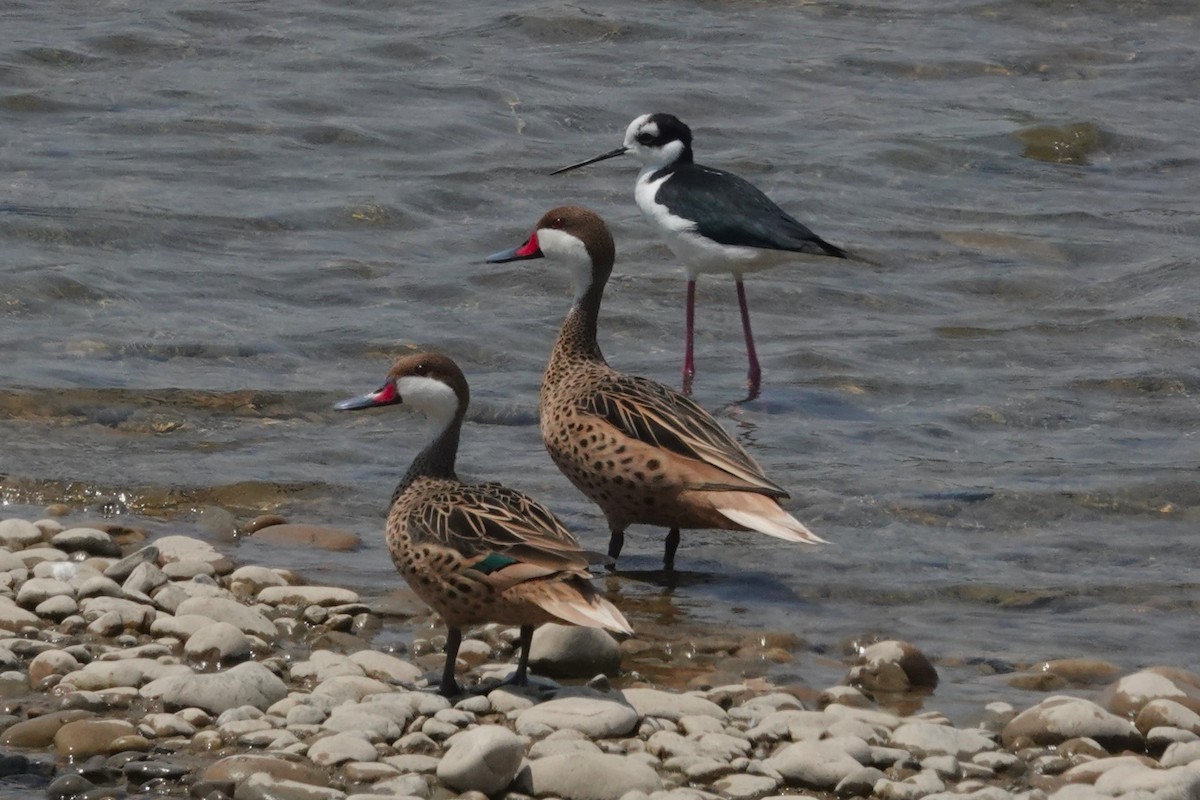 Bahamaente - ML647165404