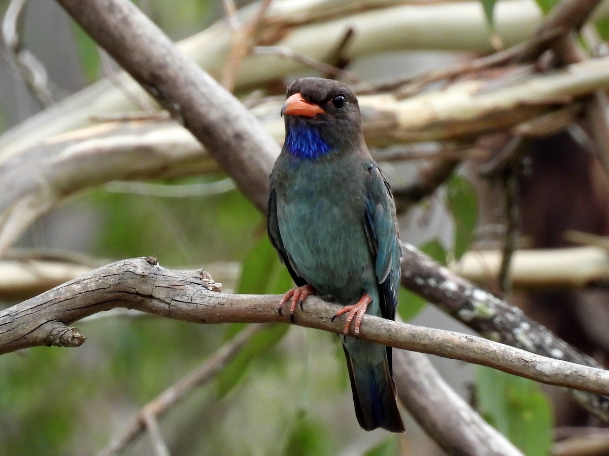 ブッポウソウ - ML647165436