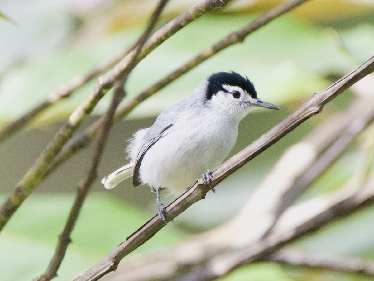 White-browed Gnatcatcher - ML647165443
