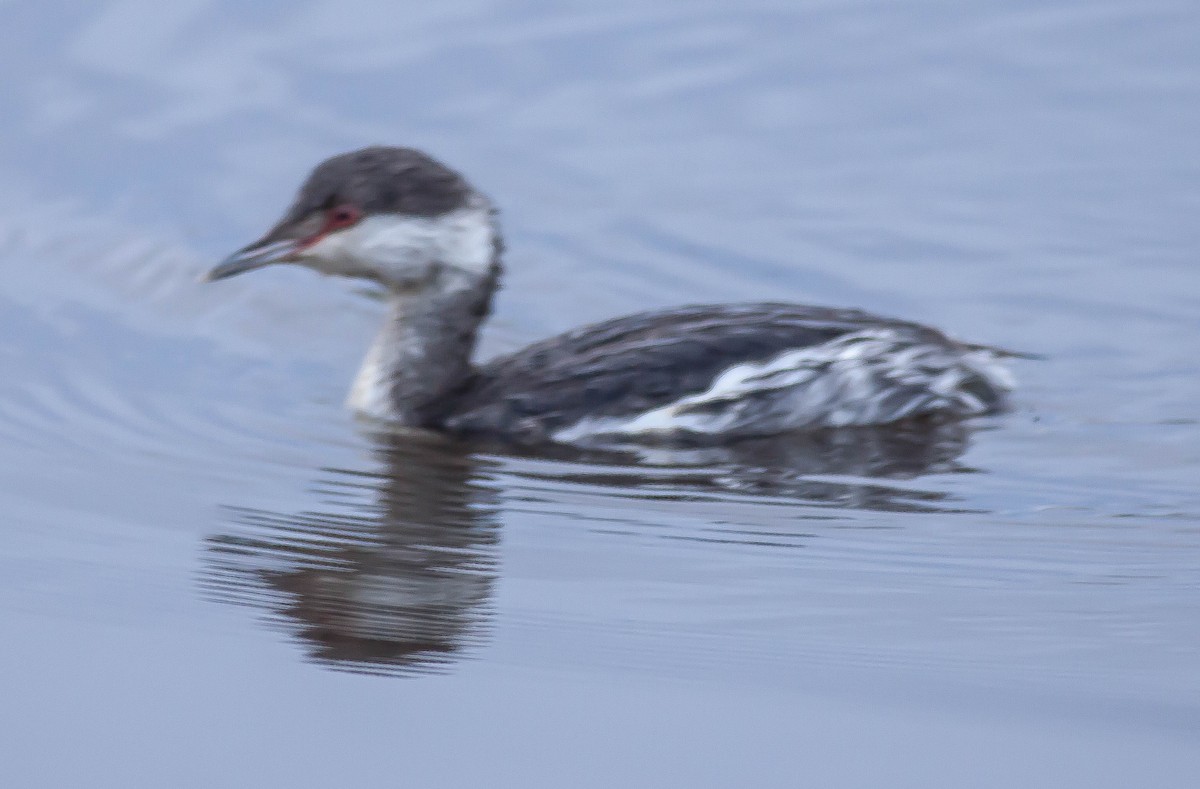 ミミカイツブリ - ML647165444