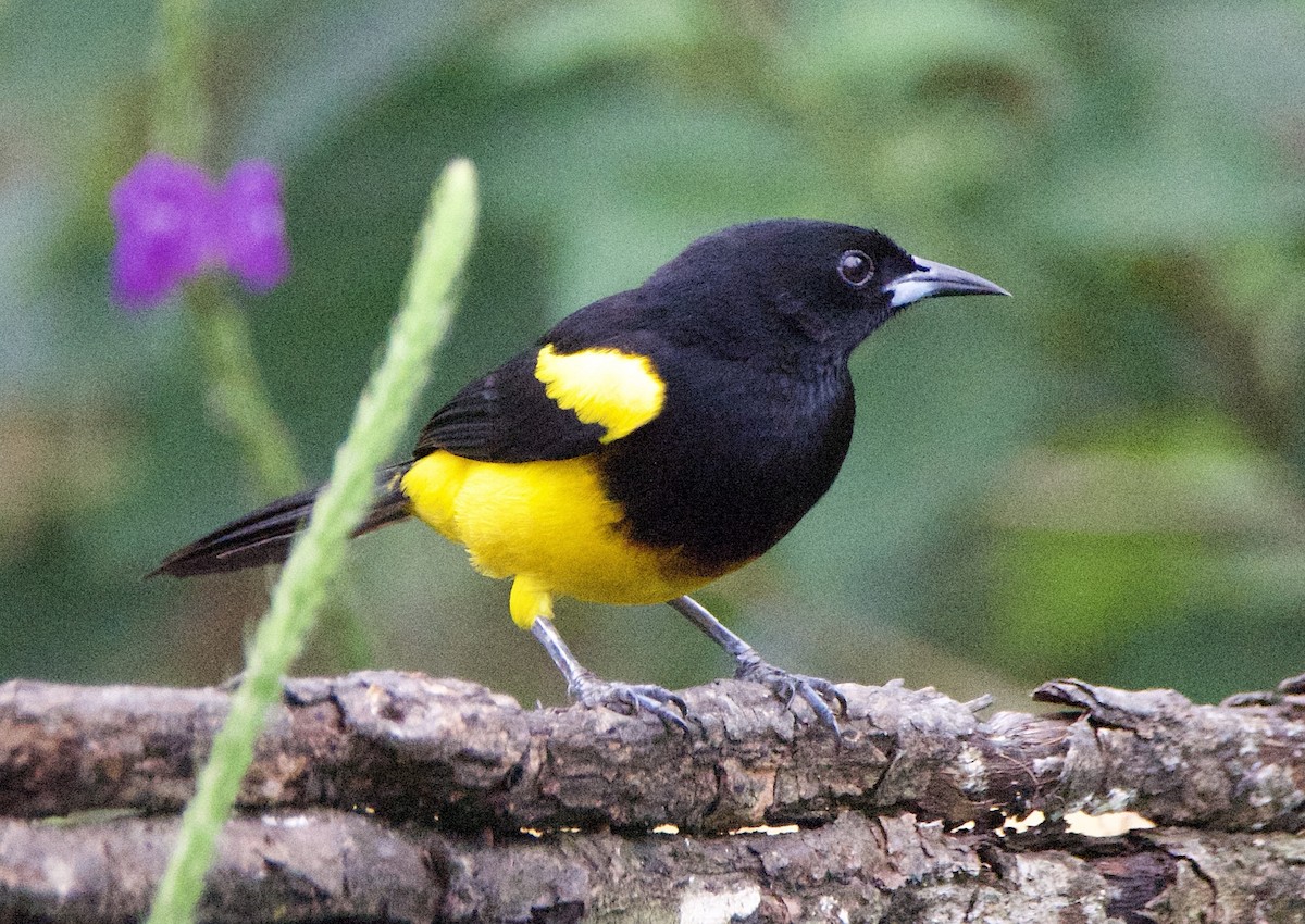 Black-cowled Oriole - ML647165448