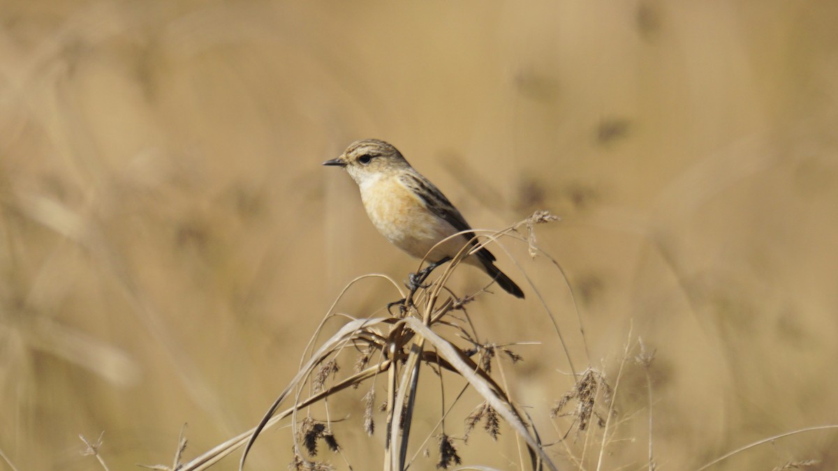 Siberian Stonechat - ML647165453