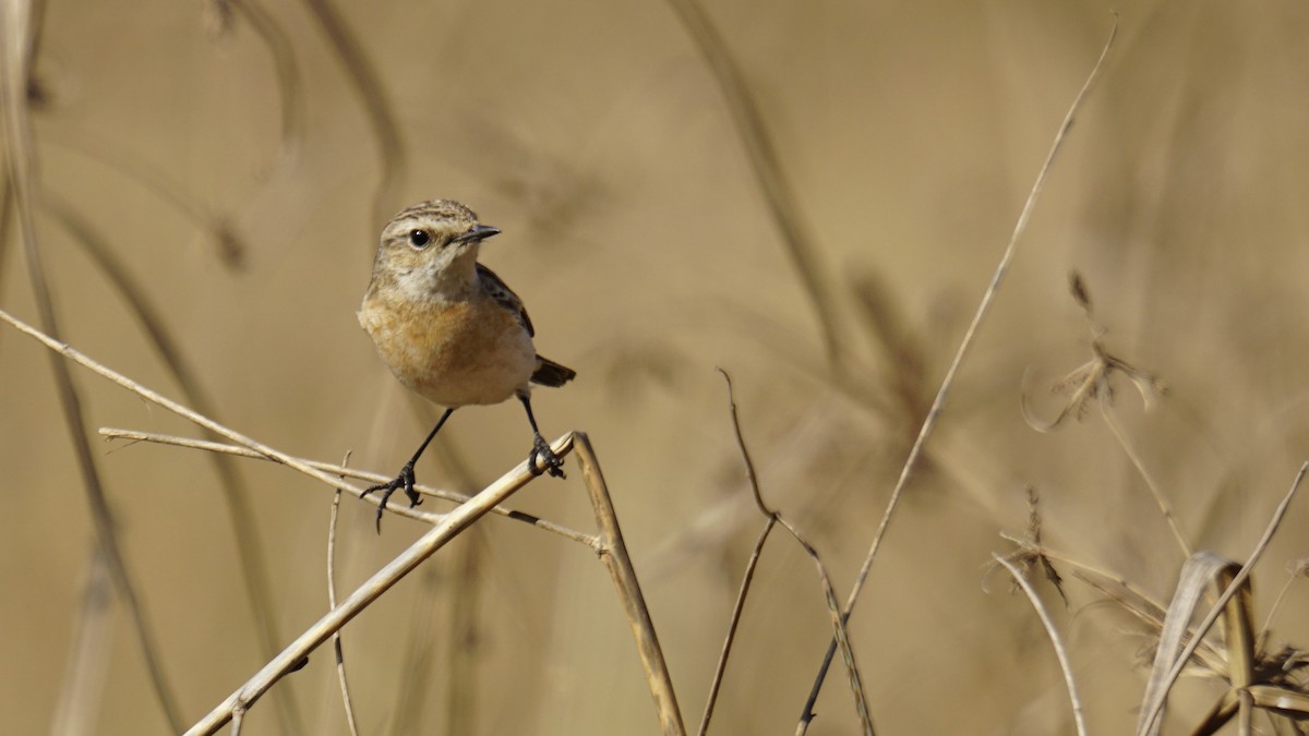 Siberian Stonechat - ML647165454