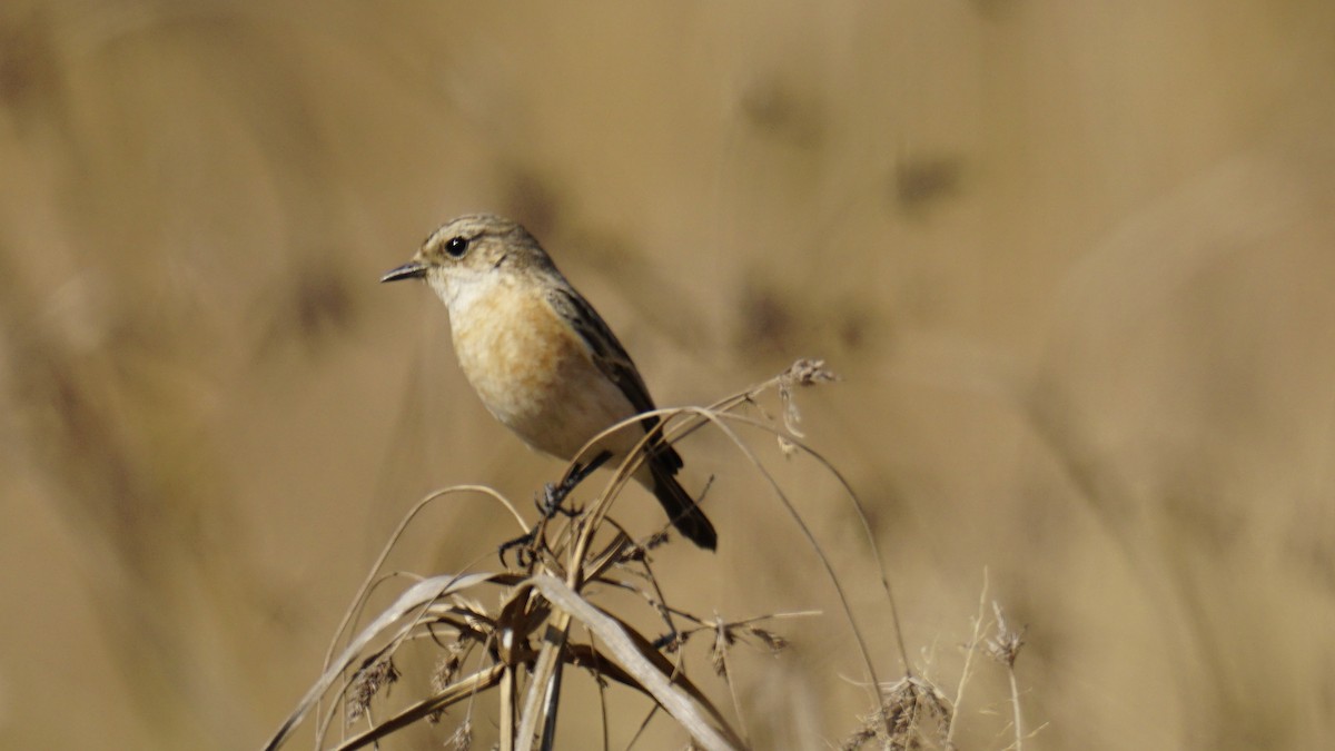 Siberian Stonechat - ML647165455