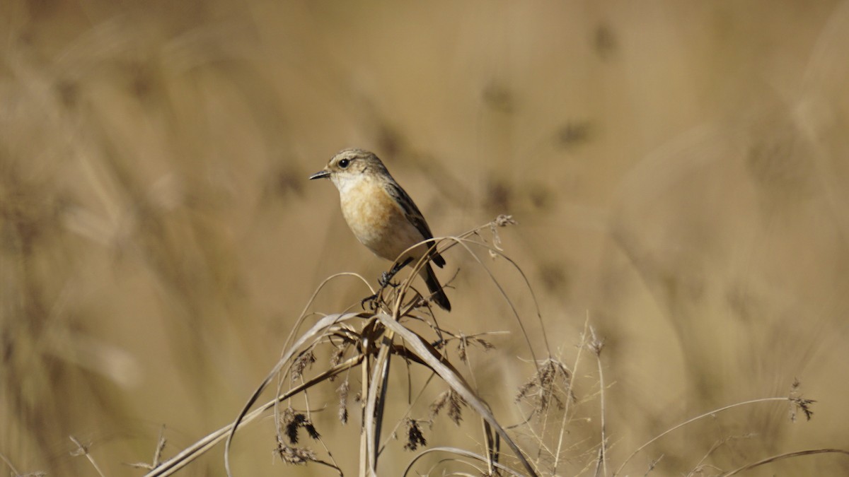 Siberian Stonechat - ML647165456