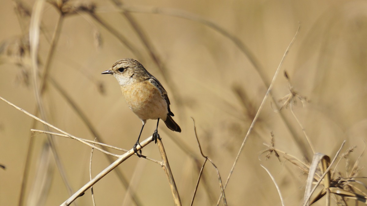 Siberian Stonechat - ML647165457