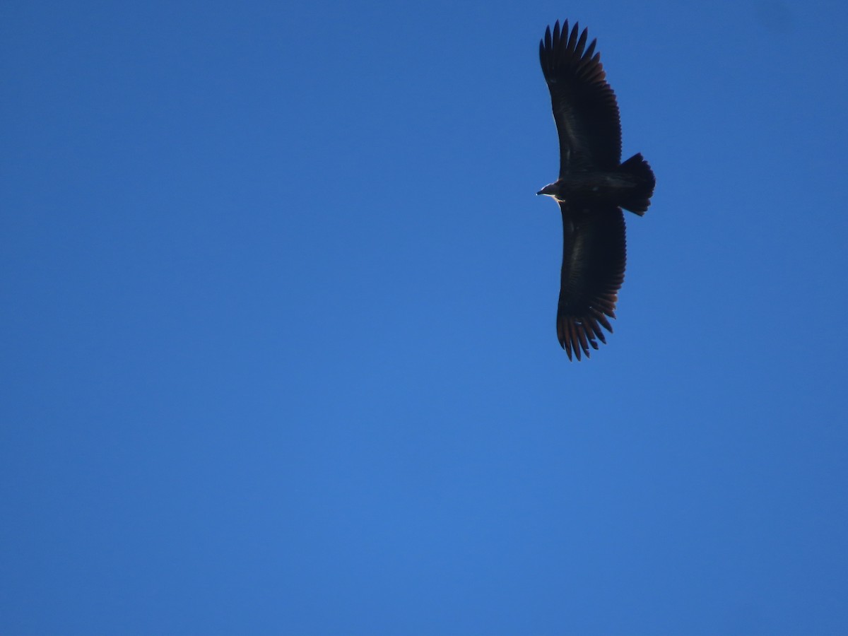 Himalayan Griffon - ML647165461