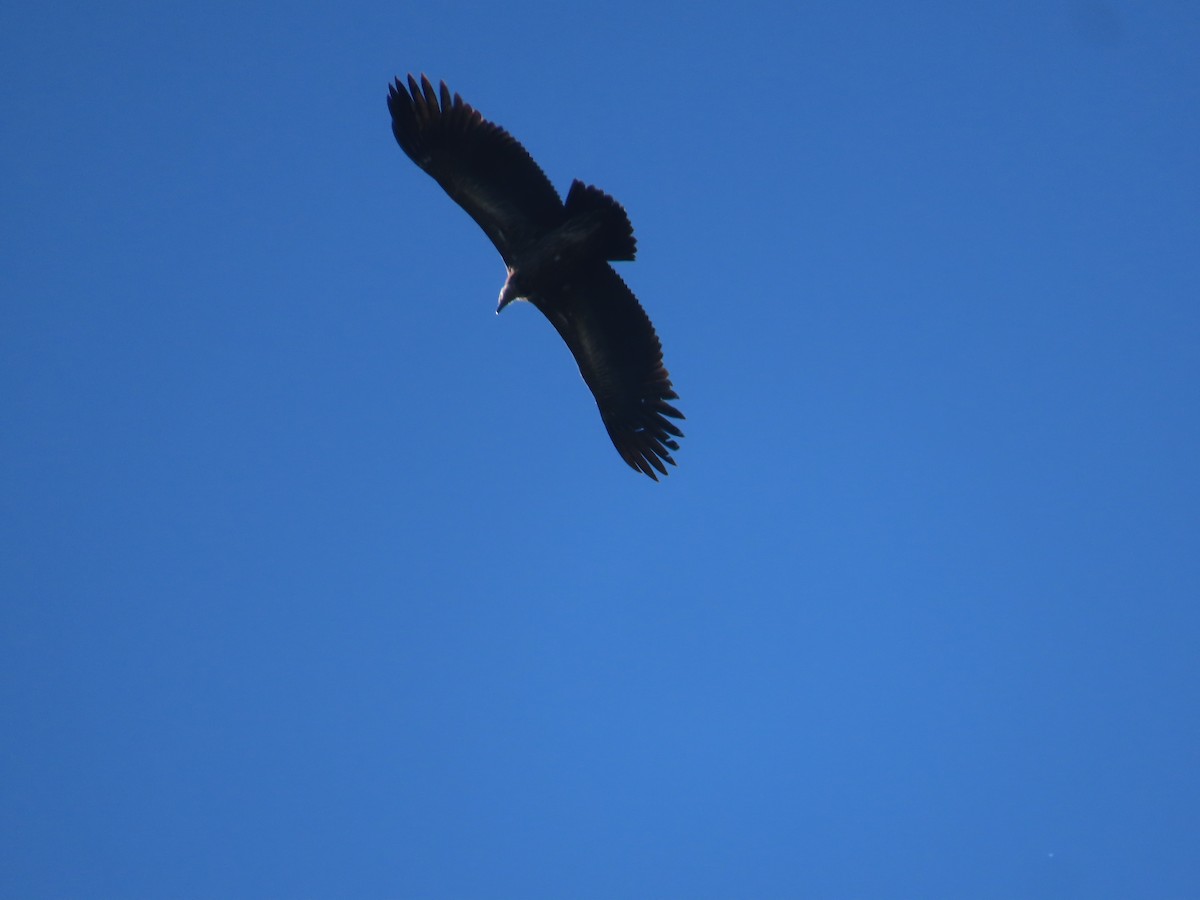 Himalayan Griffon - ML647165462