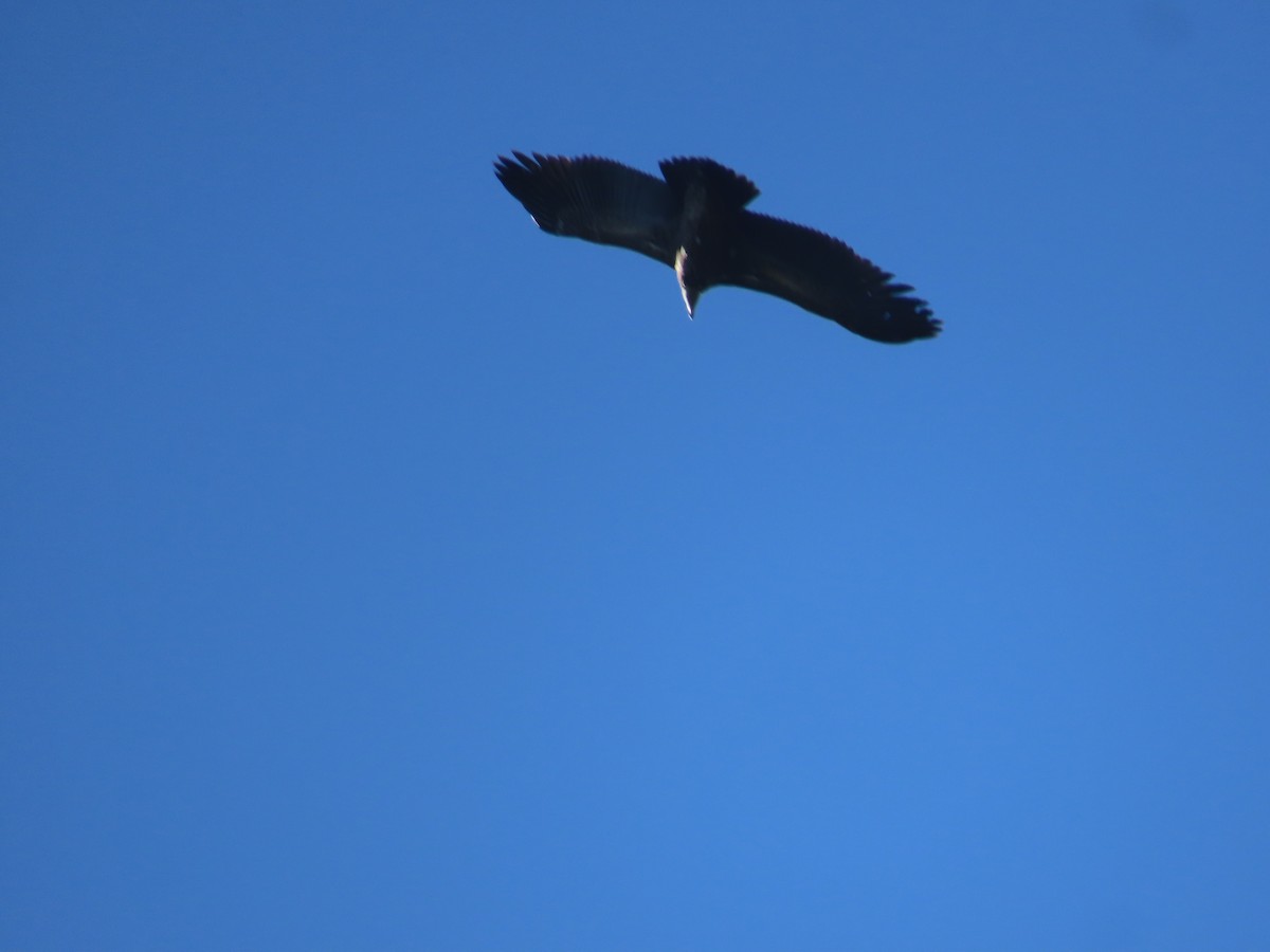 Himalayan Griffon - ML647165463