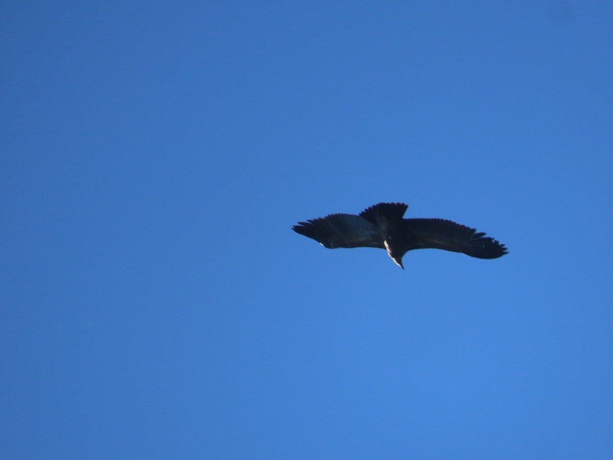 Himalayan Griffon - ML647165464