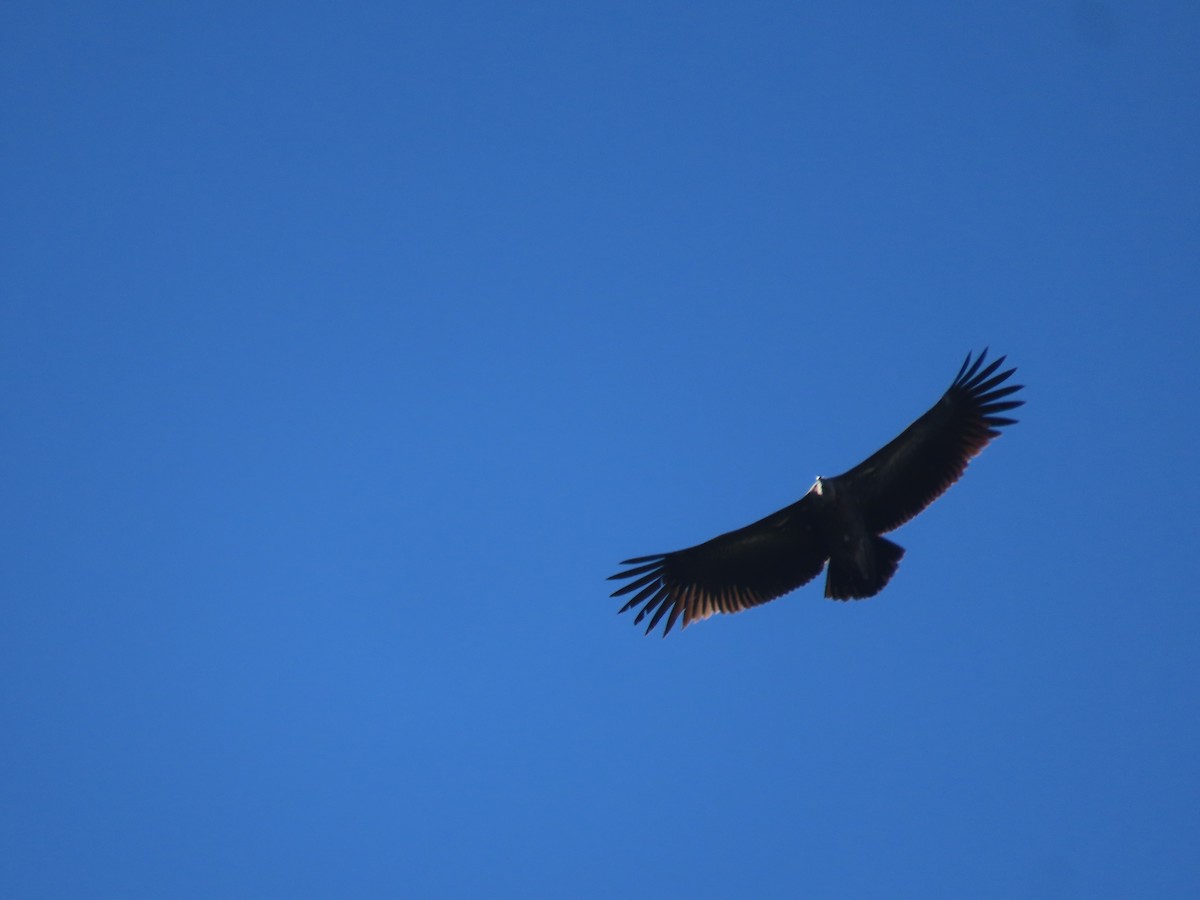 Himalayan Griffon - ML647165465