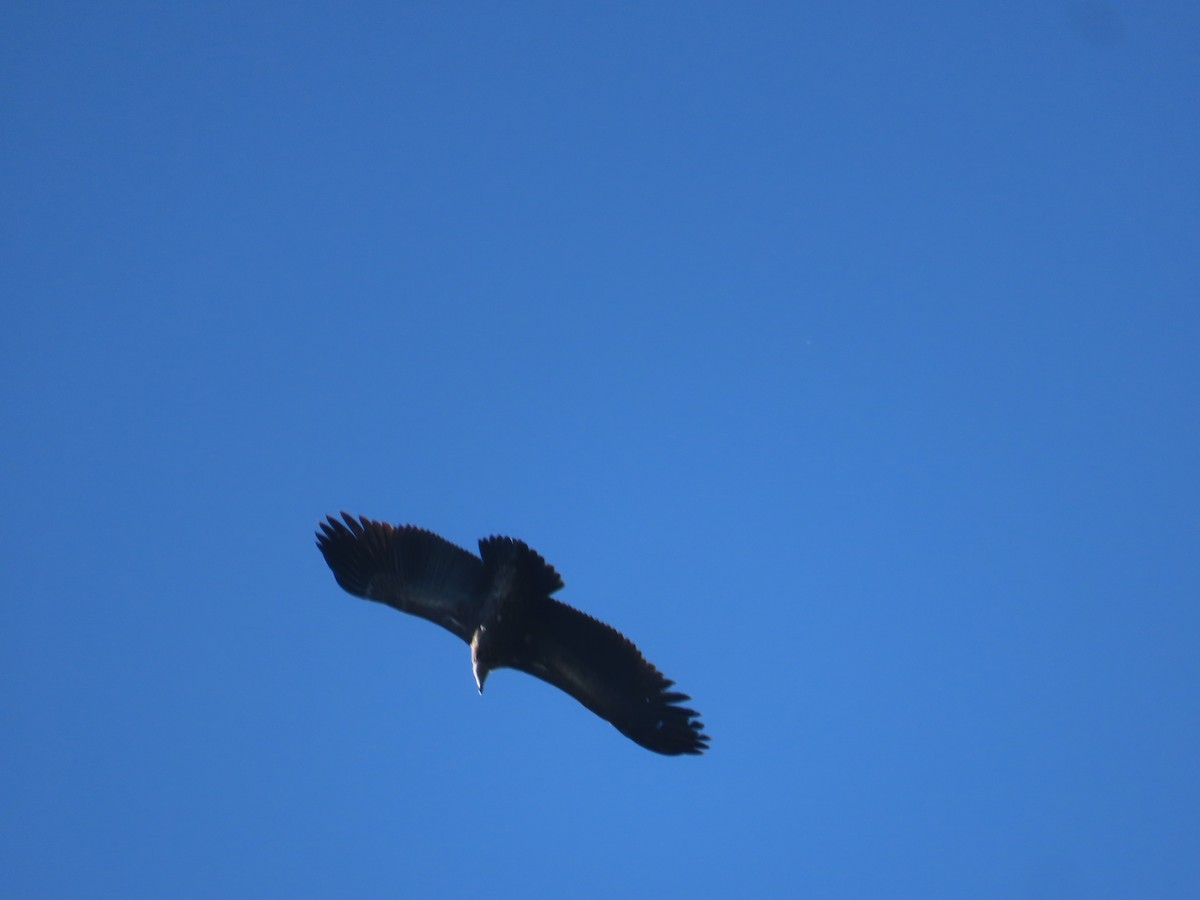 Himalayan Griffon - ML647165466