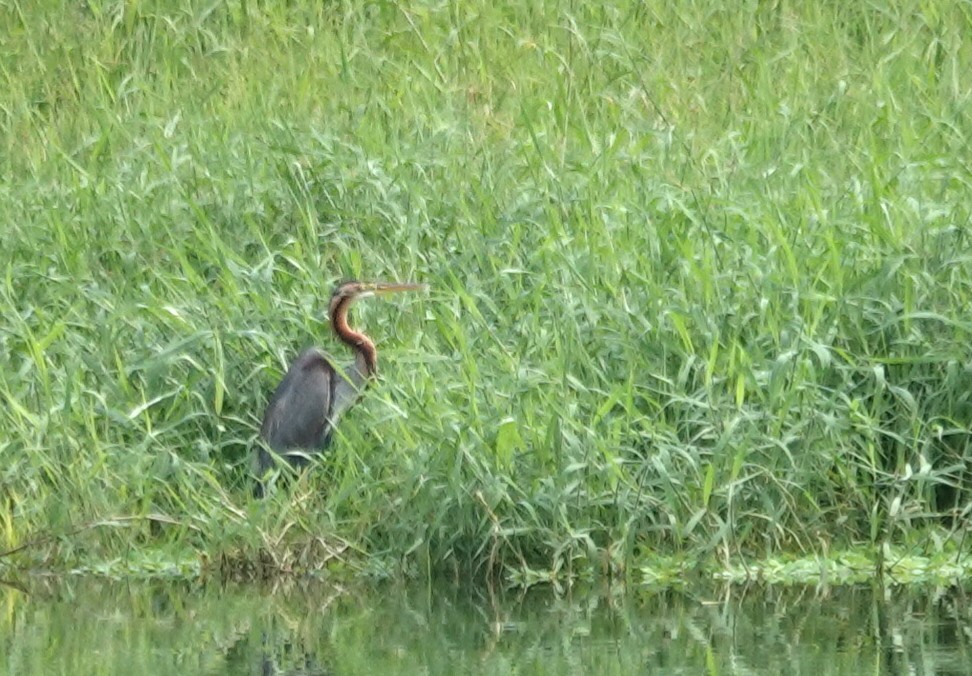 ムラサキサギ - ML647165487