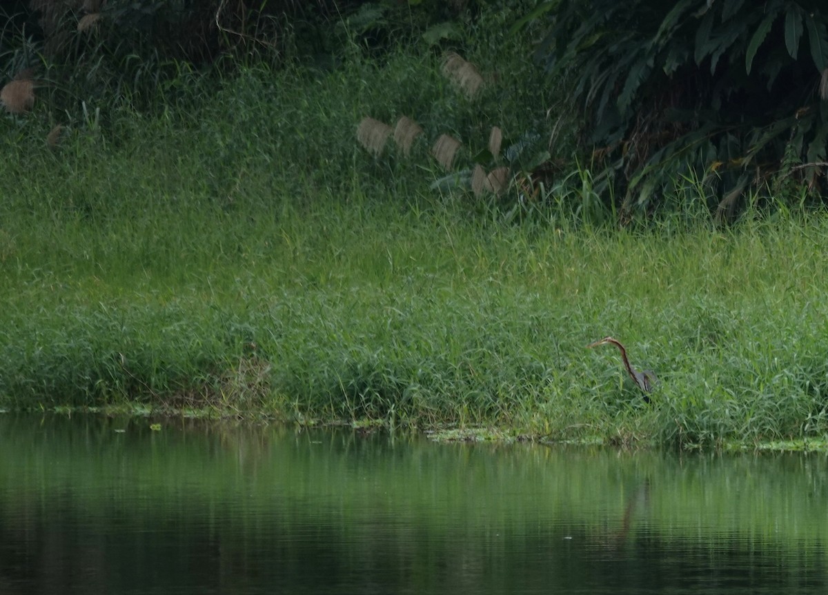 ムラサキサギ - ML647165488