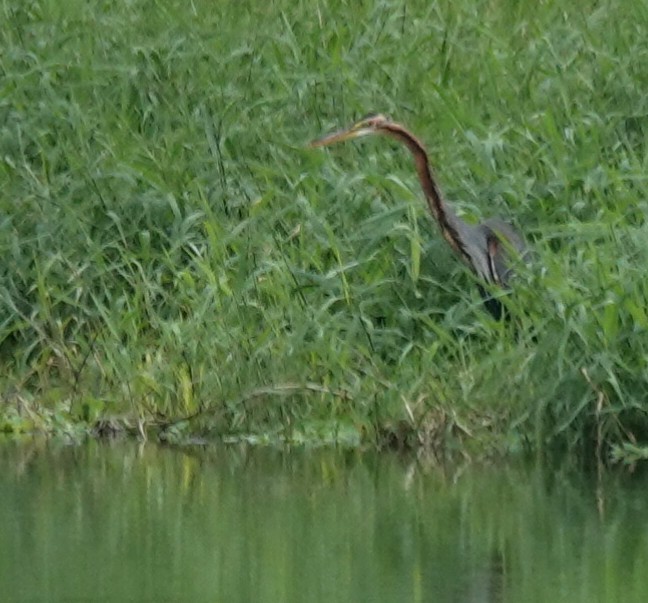 ムラサキサギ - ML647165489