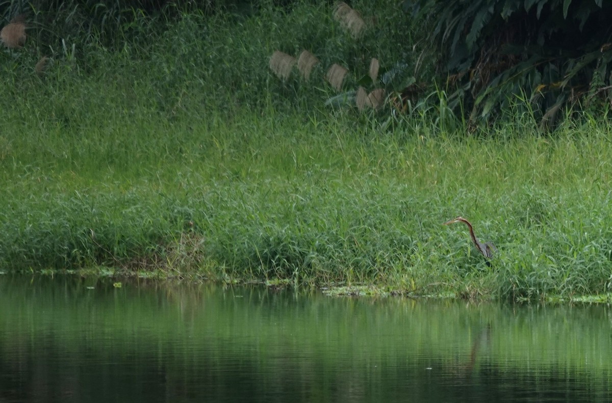 ムラサキサギ - ML647165490