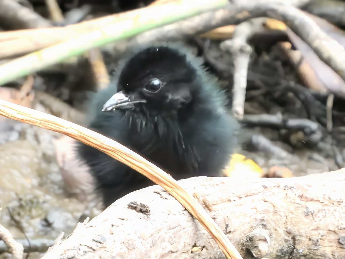 Spotless Crake - ML647165492