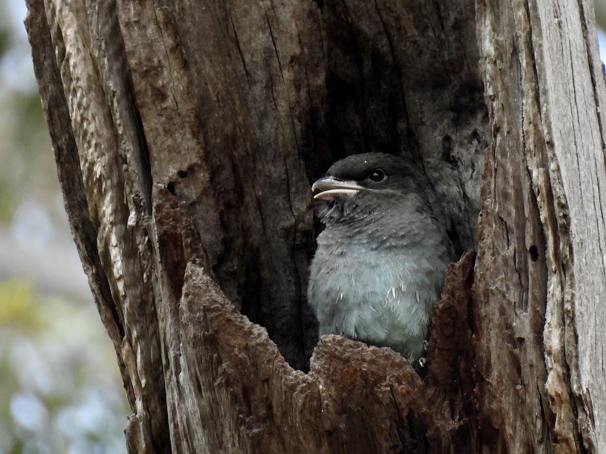 ブッポウソウ - ML647165503