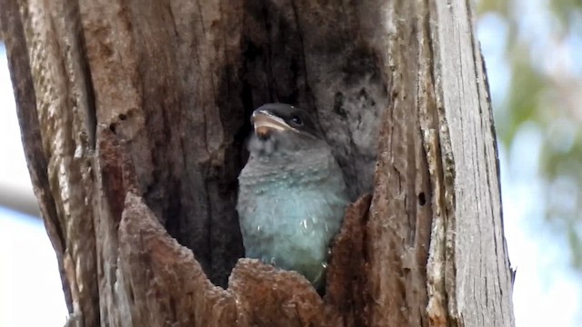 ブッポウソウ - ML647165504