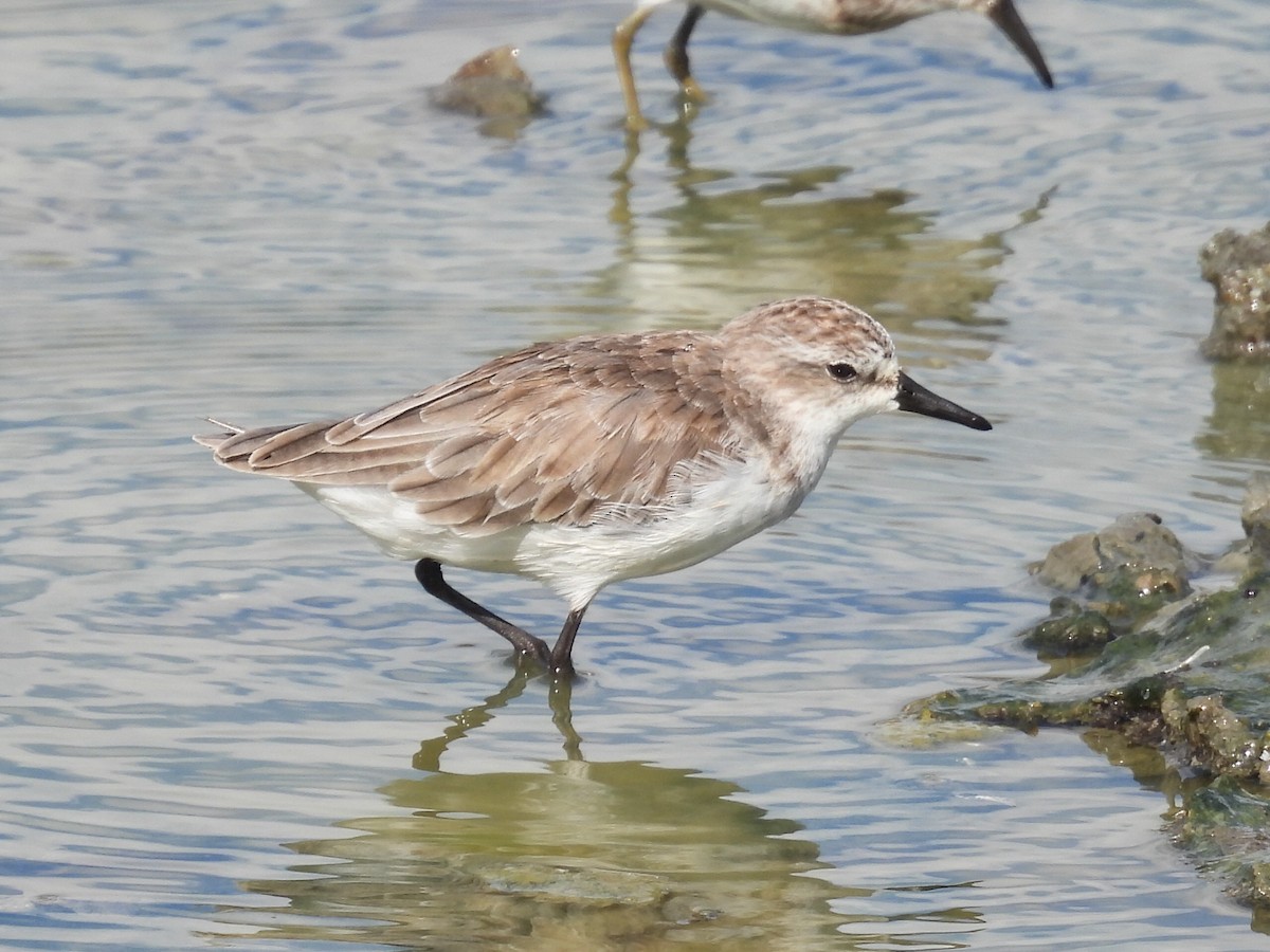 Bécasseau semipalmé - ML647165517