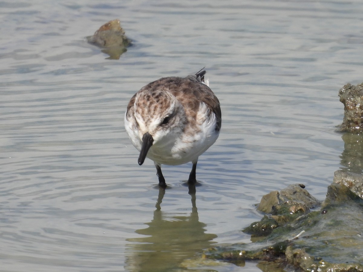 Bécasseau semipalmé - ML647165518