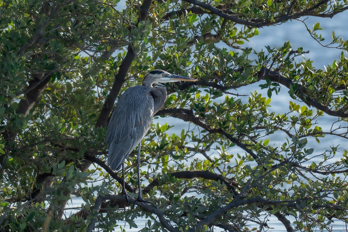 Great Blue Heron - ML647165521