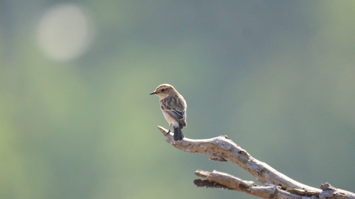 Siberian Stonechat - ML647165579