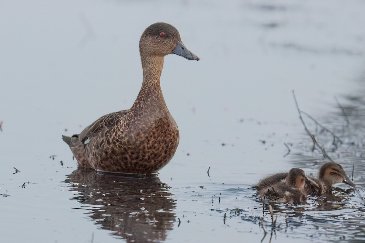 Chestnut Teal - ML647165580