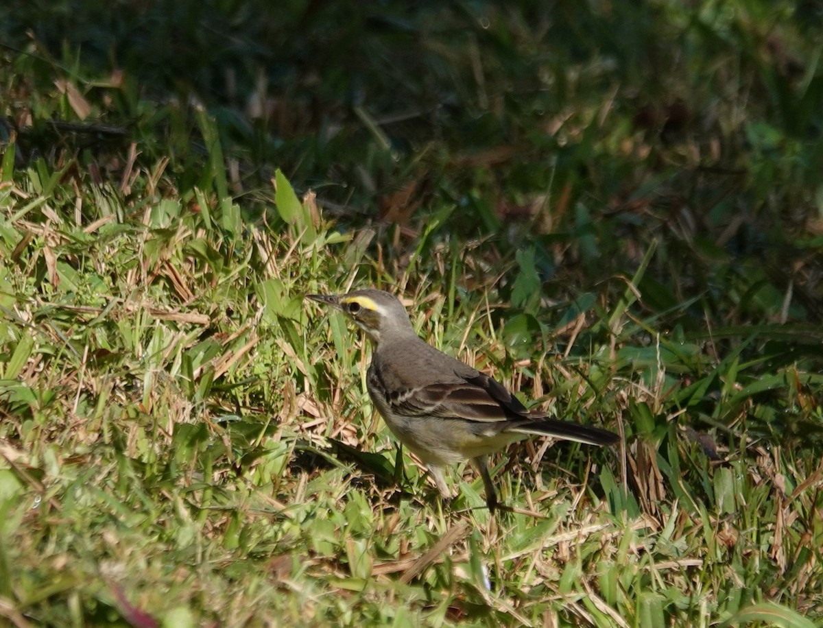 Eastern Yellow Wagtail (Green-headed) - ML647165599