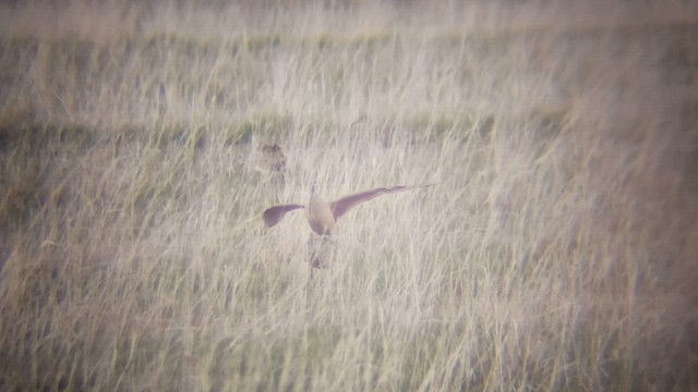 Кульон американський - ML647165600