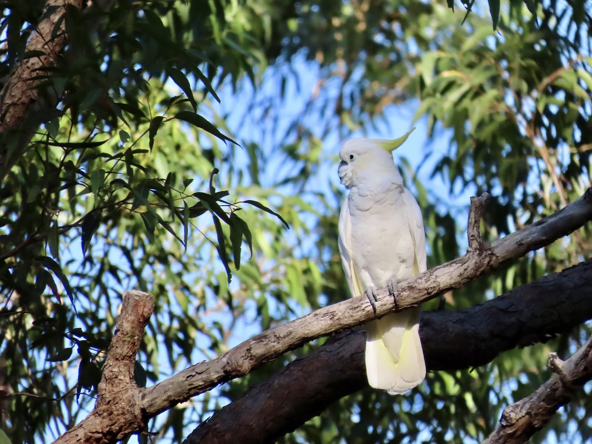 Какаду жовточубий - ML647165603