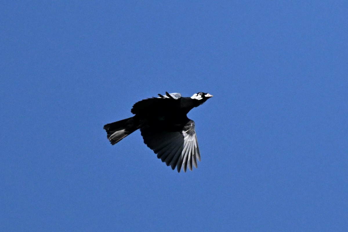 Bare-necked Fruitcrow - ML647165632