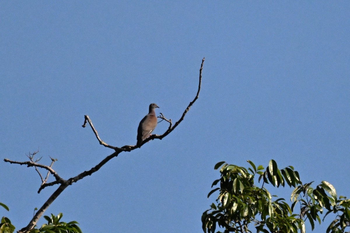 Pale-vented Pigeon - ML647165638
