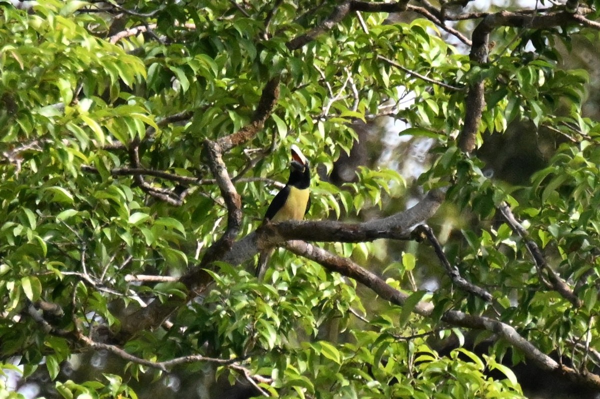 Lettered Aracari (Humboldt's) - ML647165642