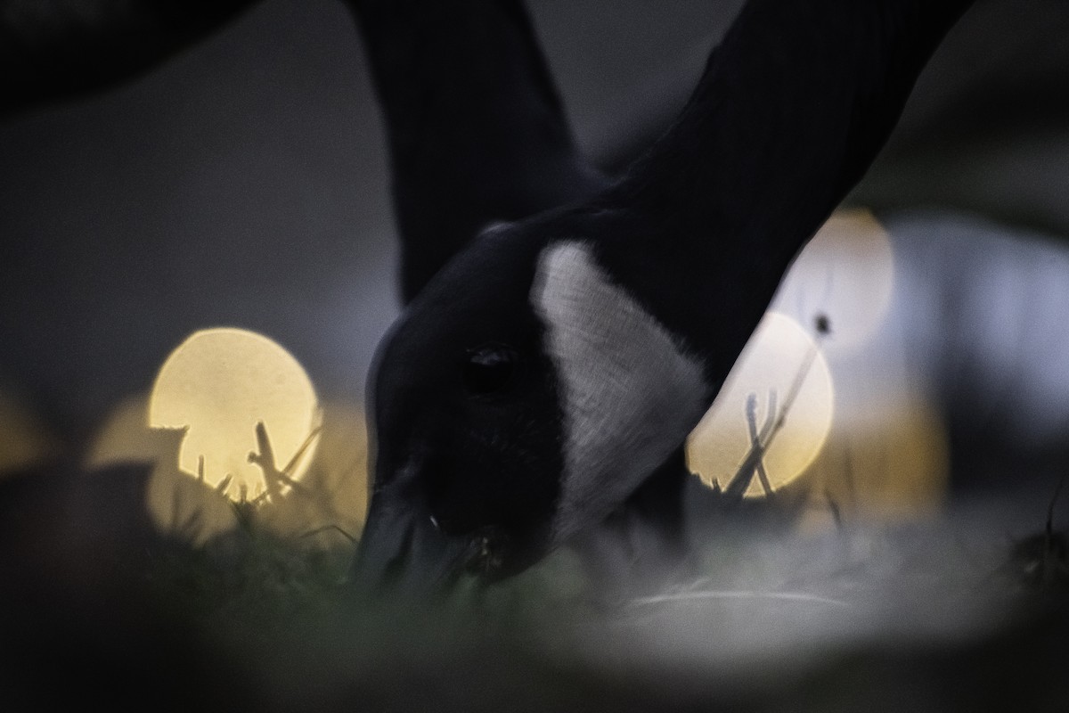 Canada Goose - ML647165646