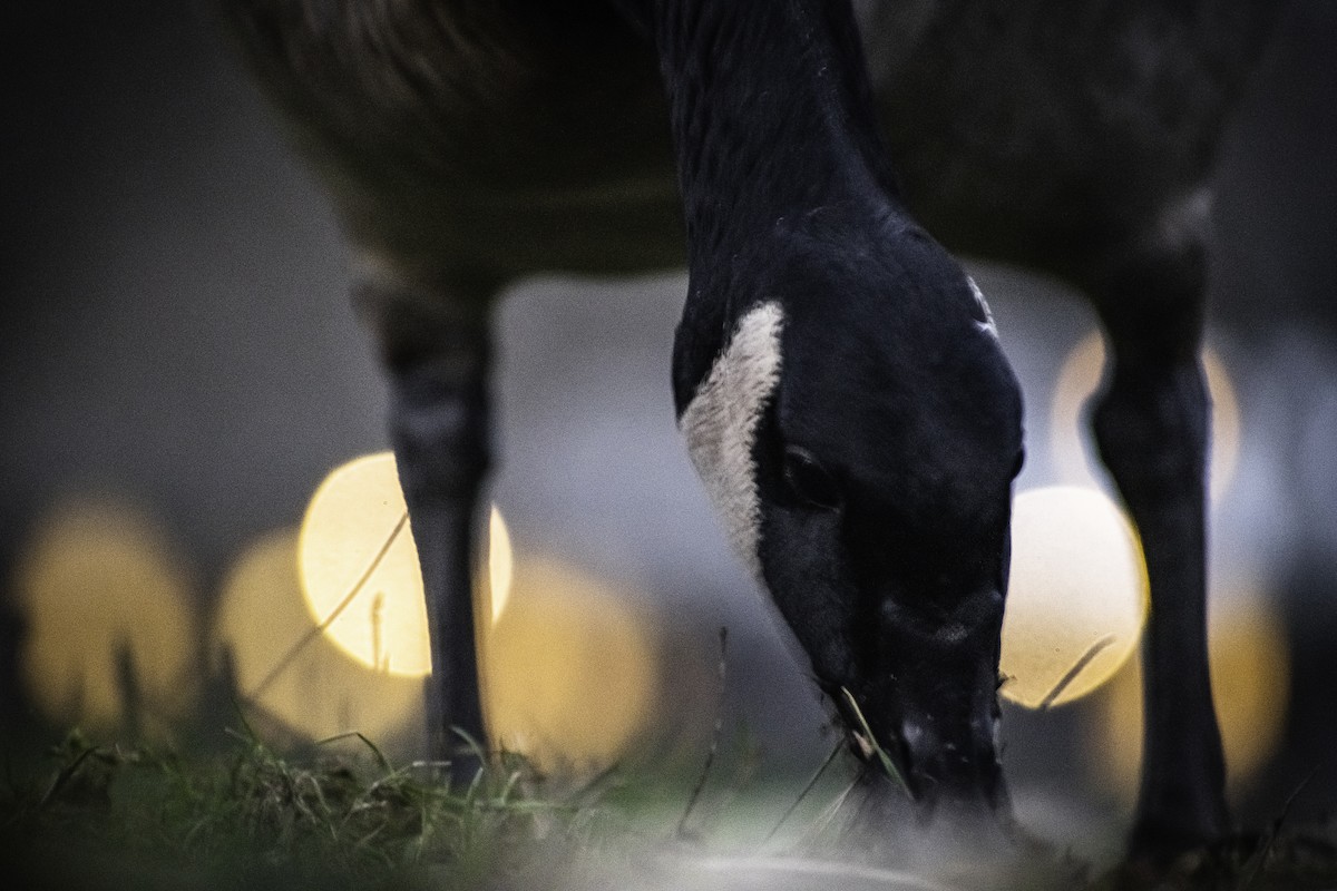 Canada Goose - ML647165647