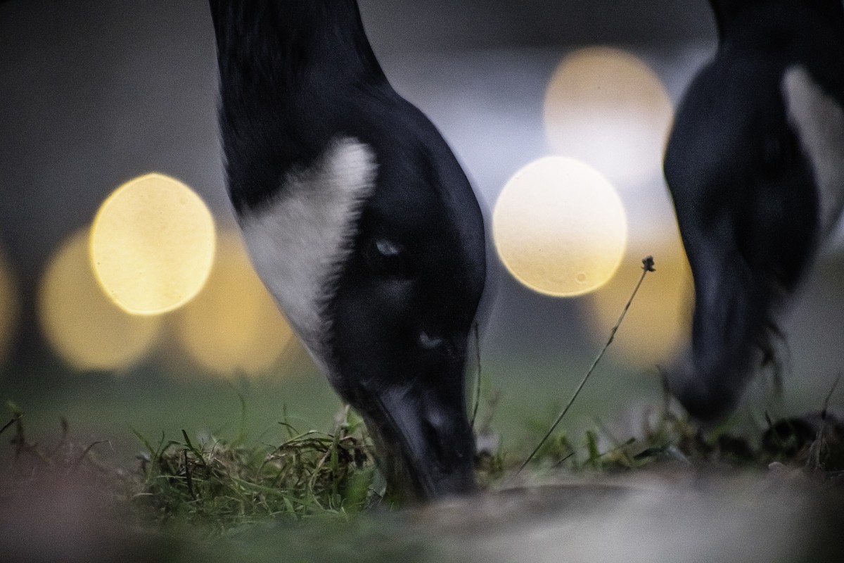 Canada Goose - ML647165648