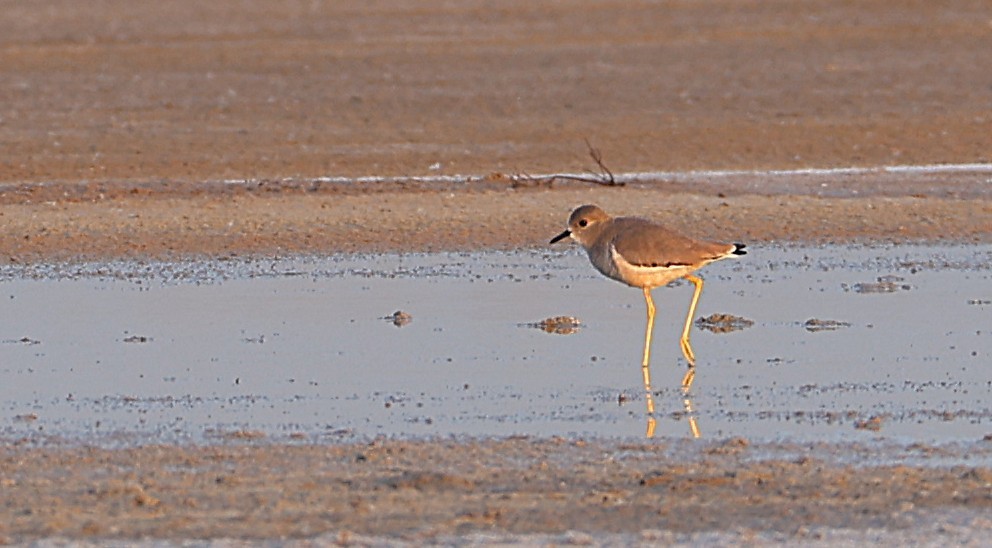 White-tailed Lapwing - ML647165655