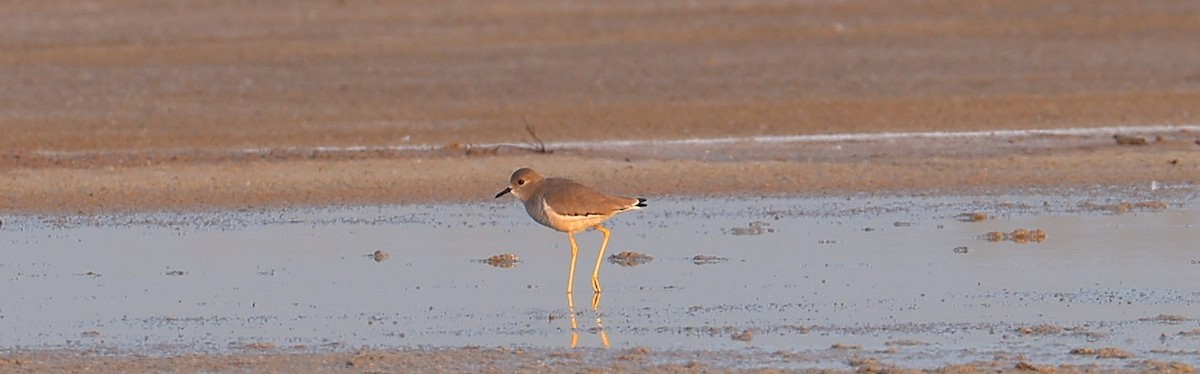 White-tailed Lapwing - ML647165656