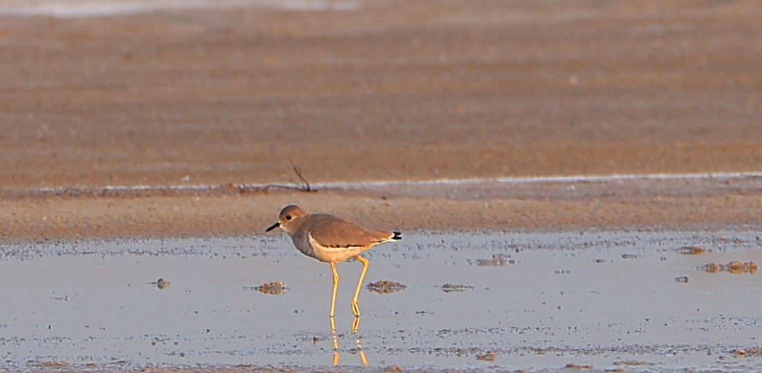 White-tailed Lapwing - ML647165657