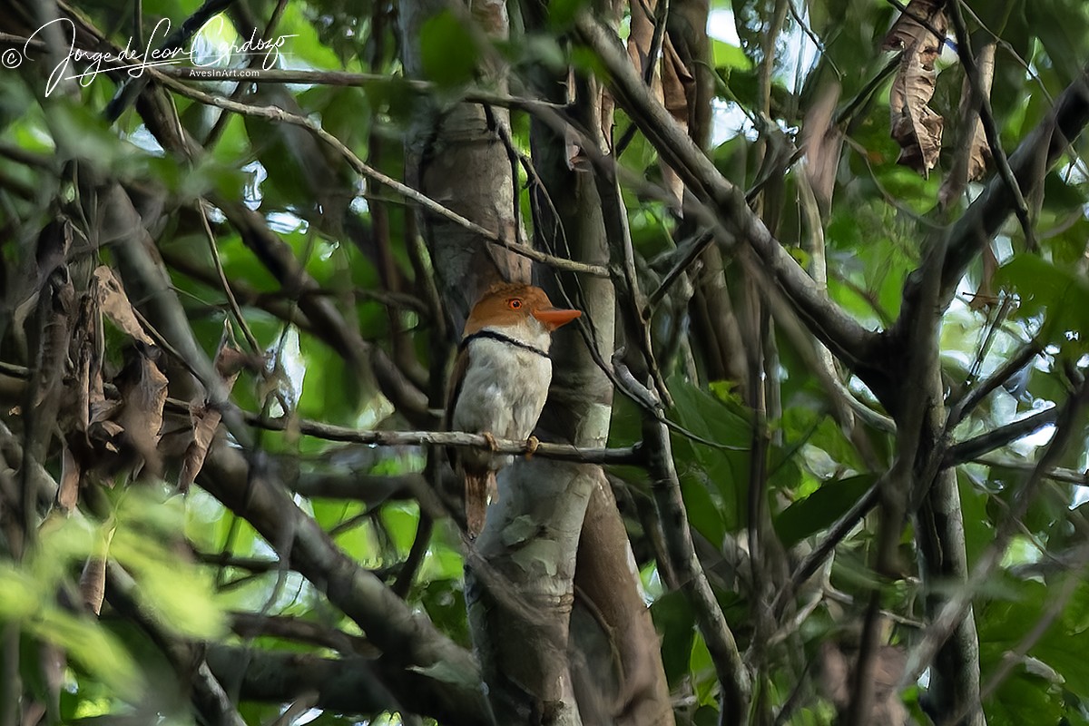 Collared Puffbird - ML647165658