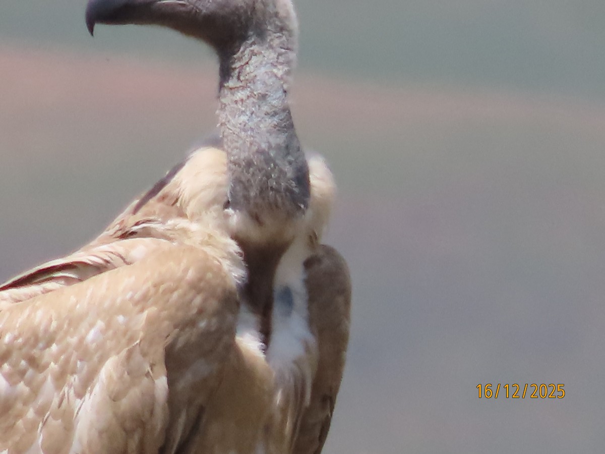 Cape Griffon - ML647165662